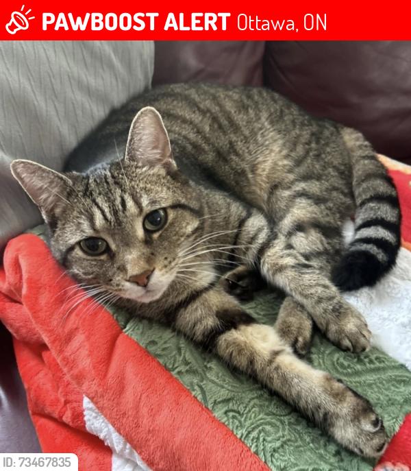 Lost Male Cat last seen Cavesson Street, Ottawa, ON 