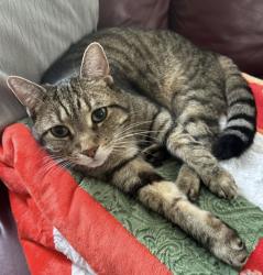 Lost Male Cat last seen Cavesson Street, Ottawa, ON 