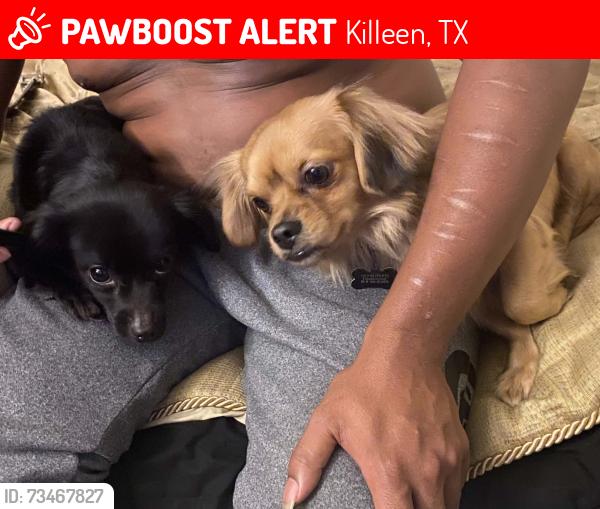 Lost Male Dog last seen Gus and Robinette, Killeen, TX 76549