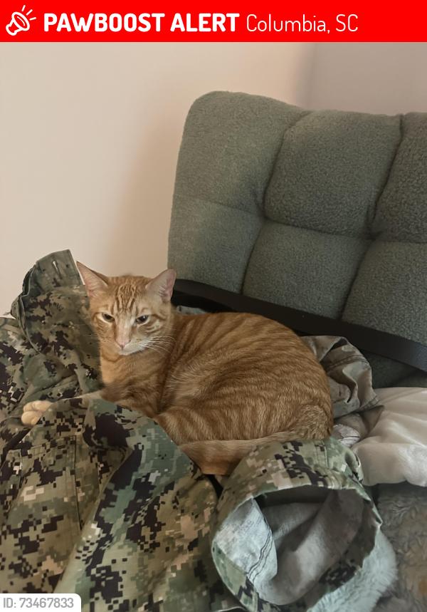 Lost Male Cat last seen Percival road, Columbia, SC 29229