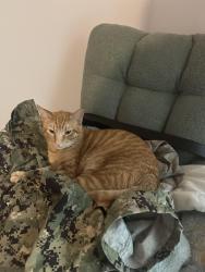 Lost Male Cat last seen Percival road, Columbia, SC 29229