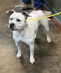 Shelter Stray Female Dog last seen HIGHWAY 41 LOCK ONE RD, 31078 LA-36, Lacombe, LA 70445, USA