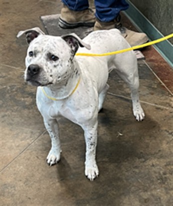 Shelter Stray Female Dog last seen HIGHWAY 41 LOCK ONE RD, 31078 LA-36, Lacombe, LA 70445, USA