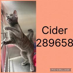 Shelter Stray Female Cat last seen NORTHSIDE DR, 4214 Fulton Mill Rd, Macon, GA 31216, USA