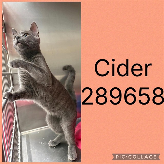 Shelter Stray Female Cat last seen NORTHSIDE DR, 4214 Fulton Mill Rd, Macon, GA 31216, USA