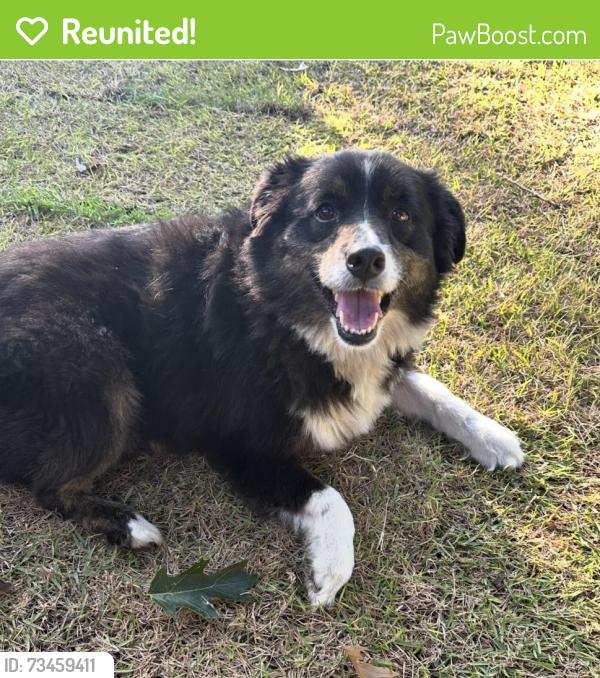Reunited Female Dog last seen Roberts and Elm Drive, Terrell, TX 75160