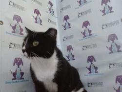 Shelter Stray Female Cat last seen , 2769 Conroy Rd, Orlando, FL 32839, USA