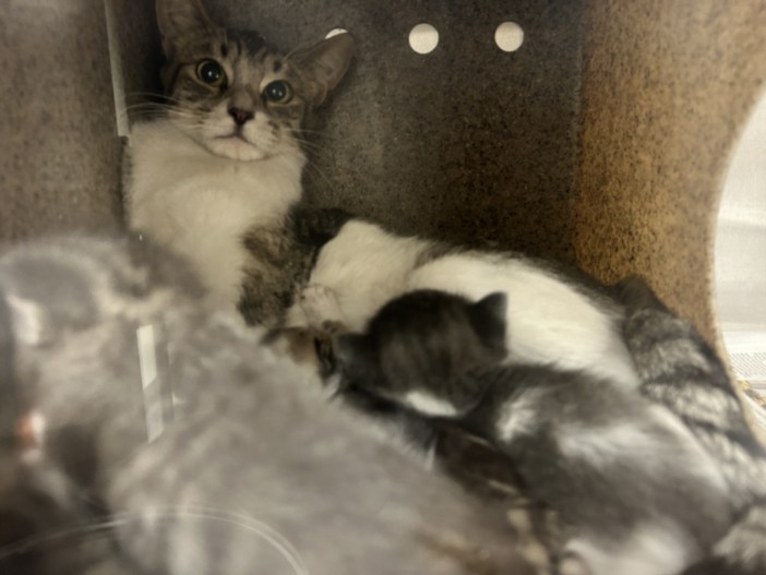 Shelter Stray Female Cat last seen , 3201 Lacy St, Los Angeles, CA 90031, USA