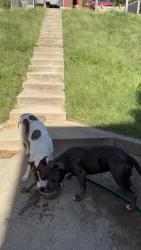 Found/Stray Male Dog last seen Cincinnati Animal Care Colerain, Cincinnati, OH 45223