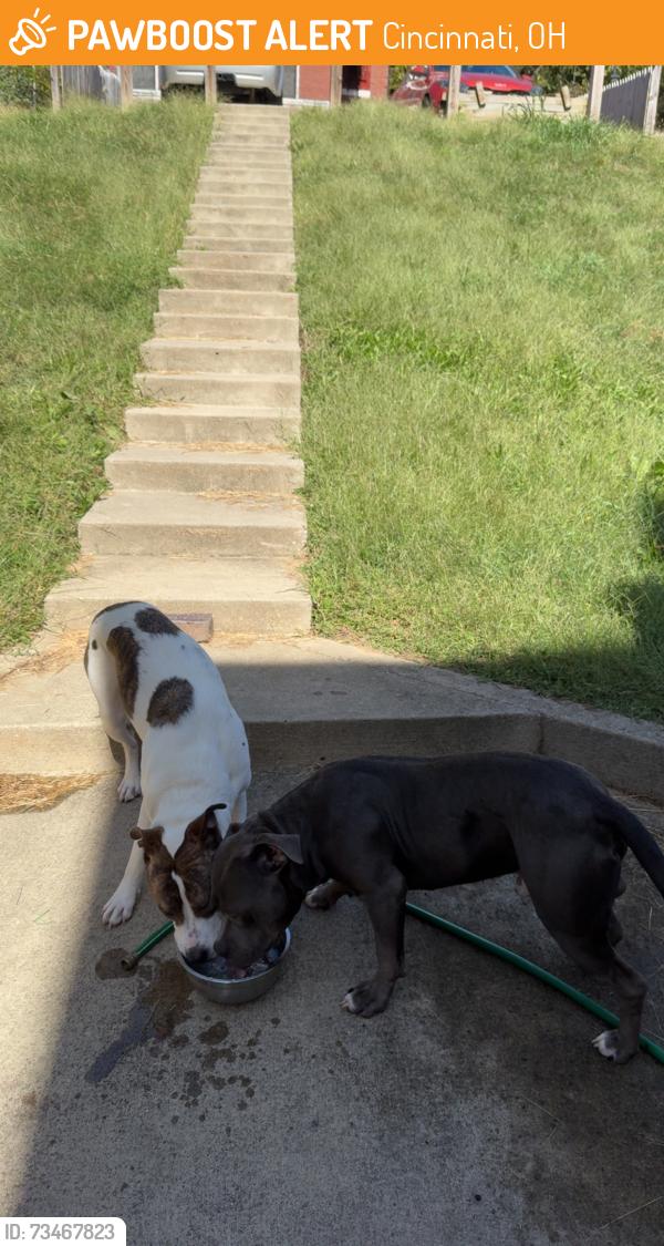 Found/Stray Male Dog last seen Cincinnati Animal Care Colerain, Cincinnati, OH 45223