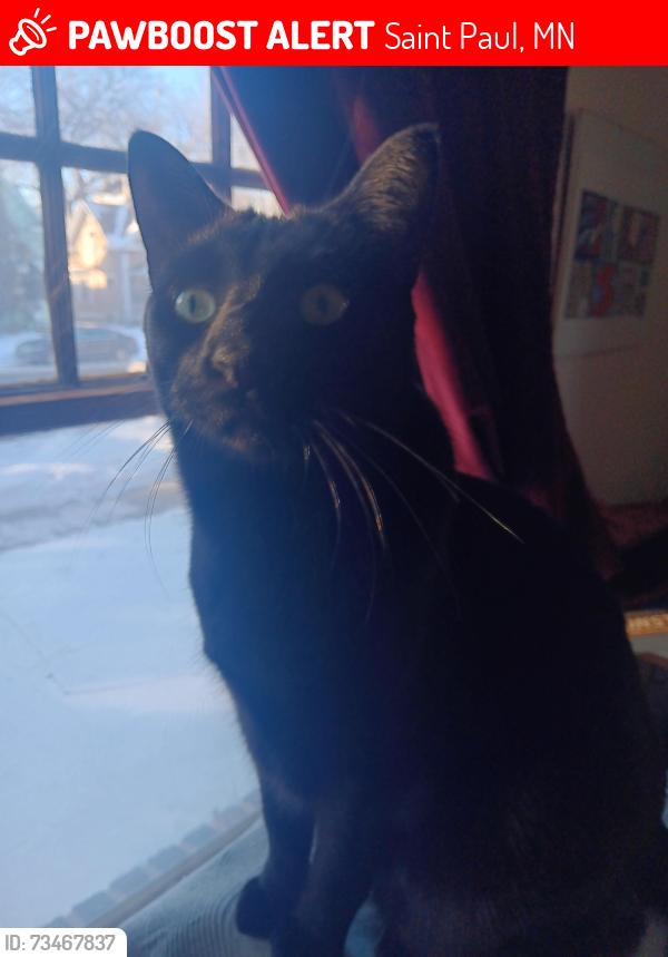 Lost Male Cat last seen Grand Ave between Pascal and Albert, Saint Paul, MN 55105
