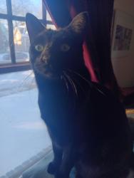 Lost Male Cat last seen Grand Ave between Pascal and Albert, Saint Paul, MN 55105