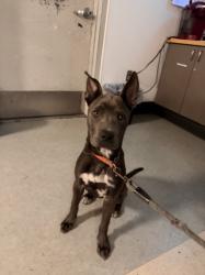 Shelter Stray Female Dog last seen , 14409 Vanowen St, Van Nuys, CA 91405, USA