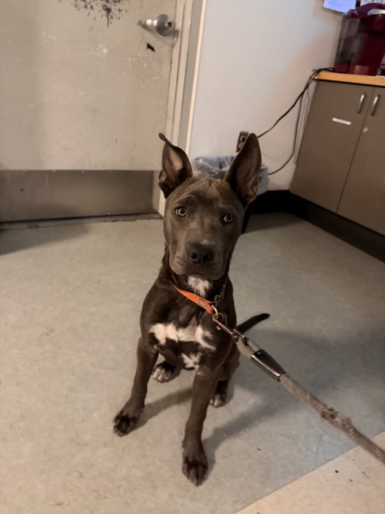 Shelter Stray Female Dog last seen , 14409 Vanowen St, Van Nuys, CA 91405, USA