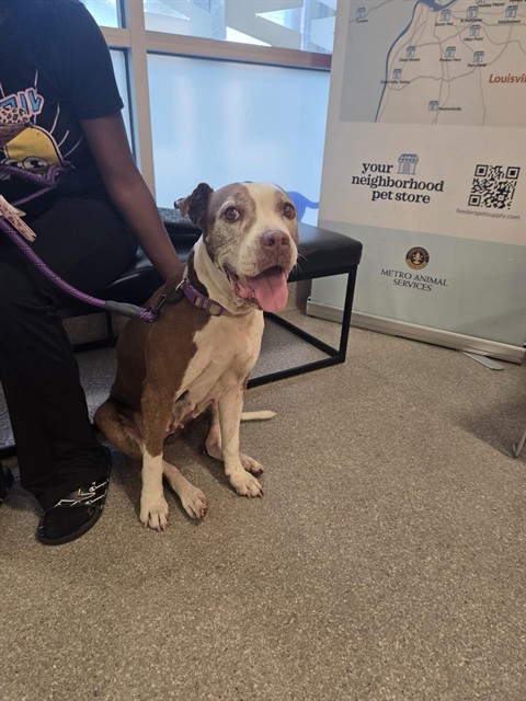 Shelter Stray Female Dog last seen Near BLOCK NORTH 41ST STREET, 3528 Newburg Rd, Louisville, KY 40218, USA