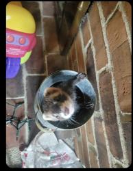 Lost Female Ferret last seen Frantz & Metro, Dublin, OH 43017