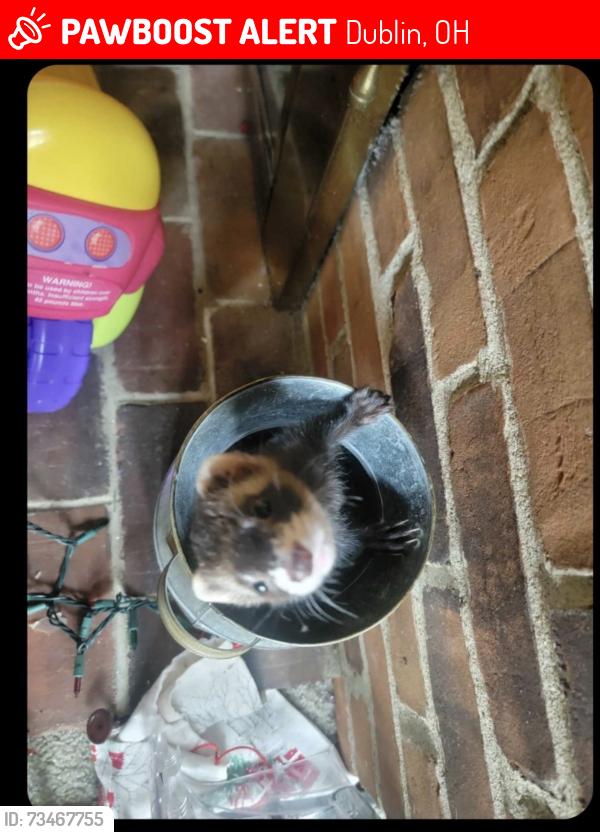 Lost Female Ferret last seen Frantz & Metro, Dublin, OH 43017