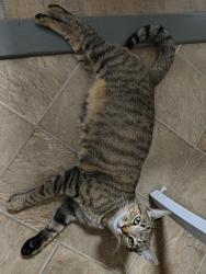 Lost Male Cat last seen Hwy 22 or near First Baptist Church of Ramseur, Ramseur, NC 27316