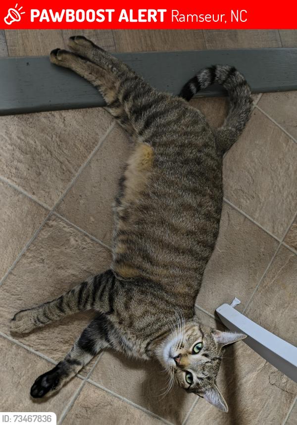 Lost Male Cat last seen Hwy 22 or near First Baptist Church of Ramseur, Ramseur, NC 27316