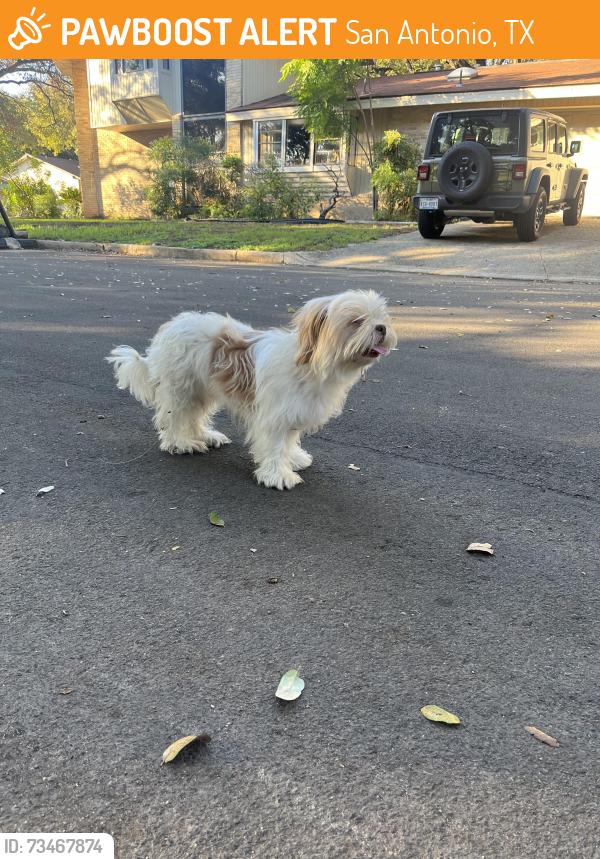 Found/Stray Female Dog last seen Callaghan and Vance Jaxson, San Antonio, TX 78229