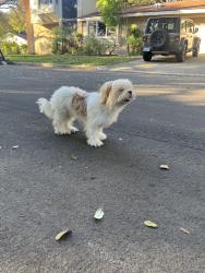 Found/Stray Female Dog last seen Callaghan and Vance Jaxson, San Antonio, TX 78229