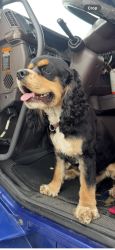 Lost Male Dog last seen Near Cleburne Blvd, Dublin, VA 24084, Dublin, VA 24084