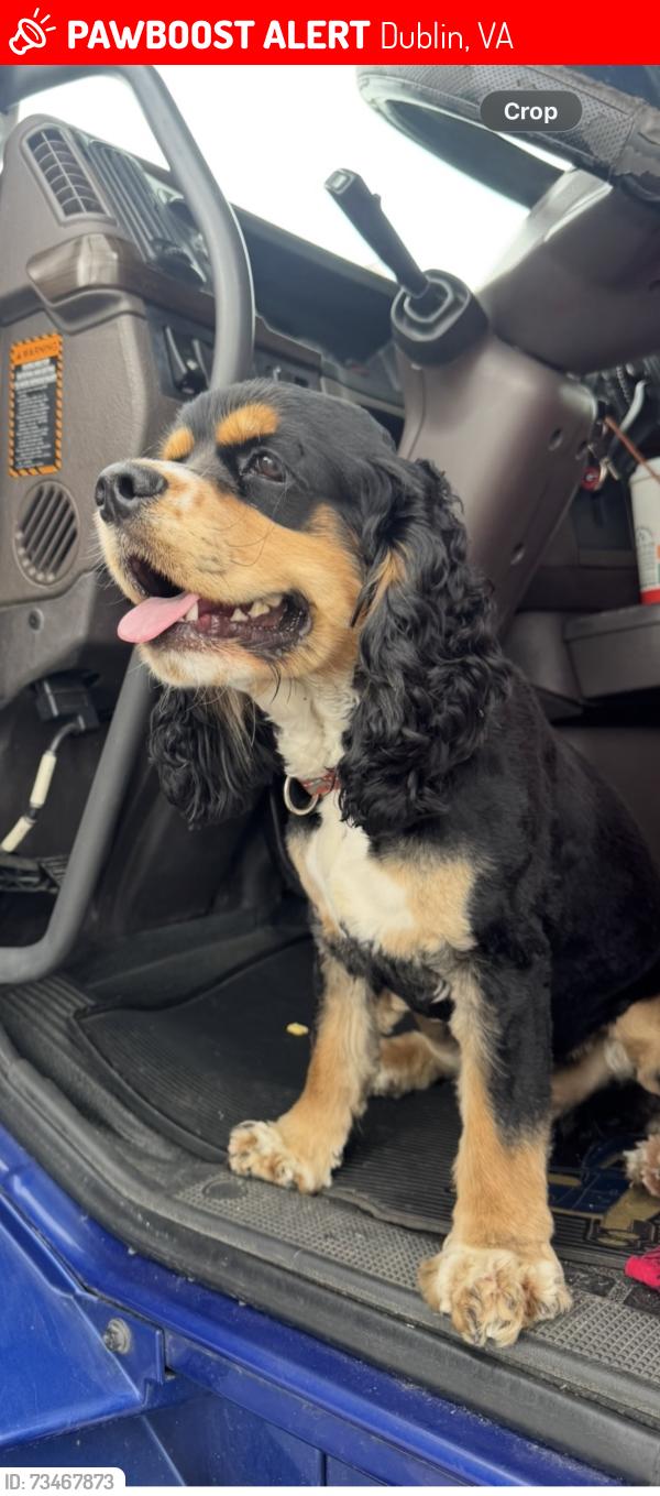 Lost Male Dog last seen Near Cleburne Blvd, Dublin, VA 24084, Dublin, VA 24084