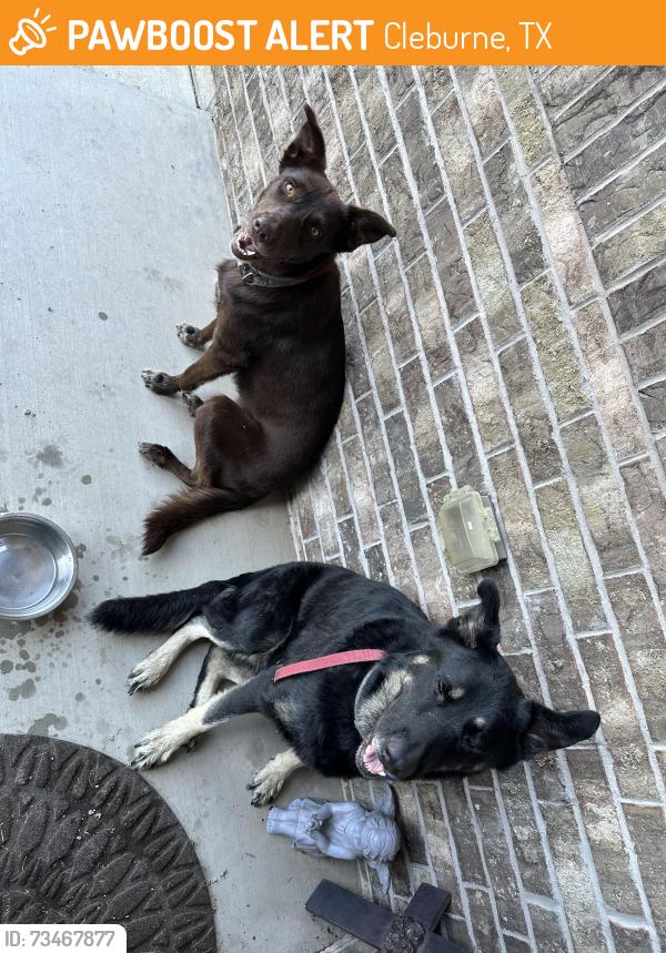 Found/Stray Female Dog last seen Buffalo Creek Dr. Cleburne, Cleburne, TX 76033