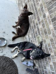 Found/Stray Female Dog last seen Buffalo Creek Dr. Cleburne, Cleburne, TX 76033