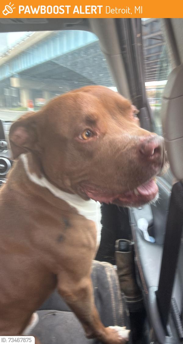 Found/Stray Male Dog last seen 7 mile and Asbury park road, Detroit, MI 48235
