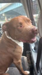 Found/Stray Male Dog last seen 7 mile and Asbury park road, Detroit, MI 48235