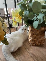 Lost Female Cat last seen Pleasanton Avenue, Lake Pflugerville, Weiss Lane & Cele Road, Alturas Avenue & Lathrop Avenue, Pflugerville, TX 78660