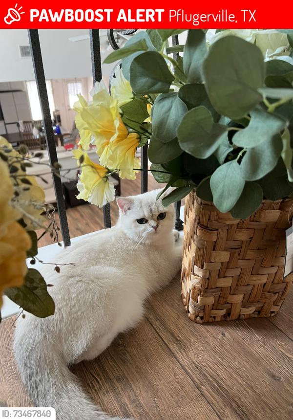 Lost Female Cat last seen Pleasanton Avenue, Lake Pflugerville, Weiss Lane & Cele Road, Alturas Avenue & Lathrop Avenue, Pflugerville, TX 78660