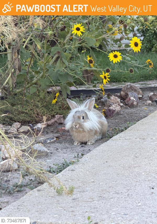 Found/Stray Unknown Rabbit last seen S Island Way, West Valley City, UT 84120