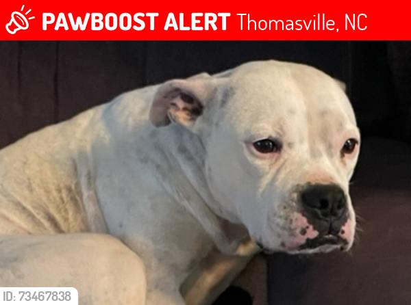 Lost Unknown Dog last seen Thomasville, NC, Thomasville, NC 27360