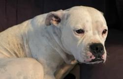 Lost Unknown Dog last seen Thomasville, NC, Thomasville, NC 27360