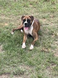 Found/Stray Male Dog last seen Newton Circle, N Walker Rd, TX 77306