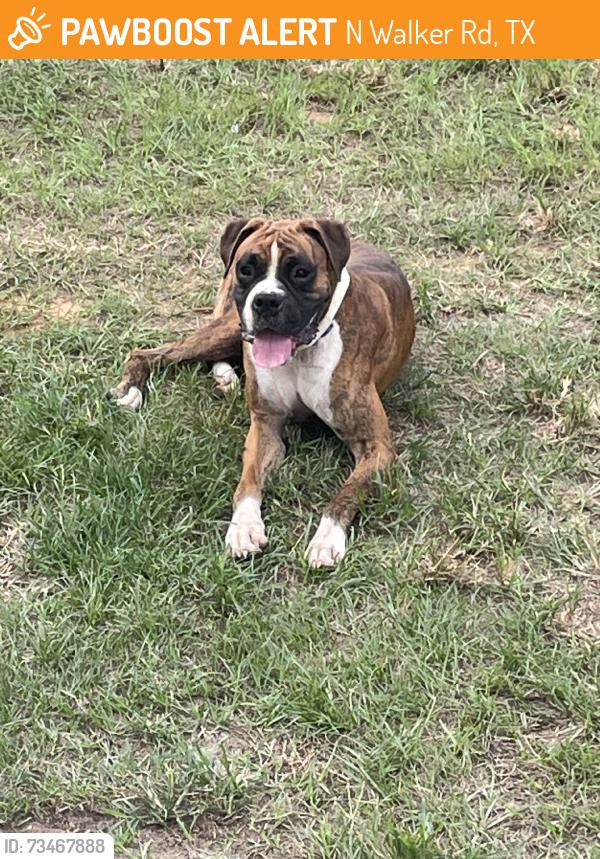Found/Stray Male Dog last seen Newton Circle, N Walker Rd, TX 77306