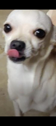 Reunited Male Dog last seen 19th and Sante Fe, Cleveland County, OK 73160