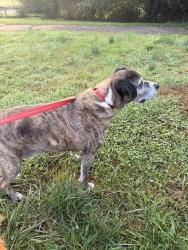 Reunited Male Dog last seen Rt 73 and Cleaver School Rd, Colebrookdale Township, PA 19512