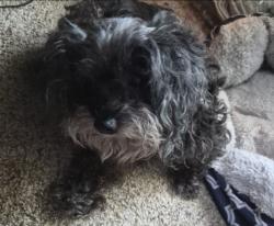 Reunited Female Dog last seen Route 4 and 63 monroe, Monroe, OH 45050