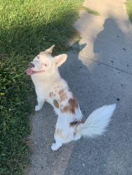 Reunited Male Dog last seen Richmond Road, Curtiss Wright Parkway, Cleveland, OH 44143