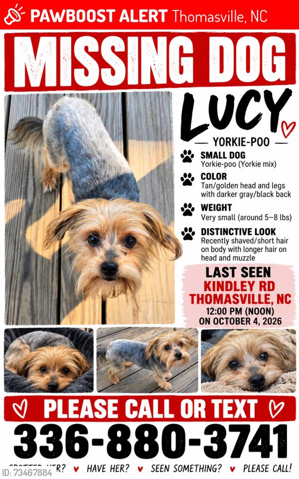 Lost Female Dog last seen New hwy 64 and Kindley rd, Thomasville, NC 27360