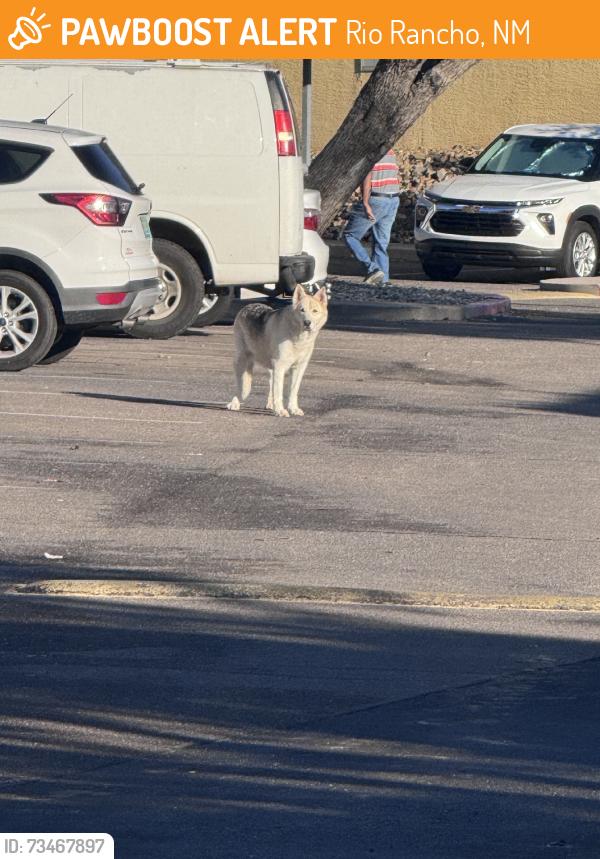 Found/Stray Unknown Dog last seen At entrade pointe apmts, Rio Rancho, NM 87124