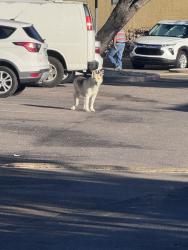 Found/Stray Unknown Dog last seen At entrade pointe apmts, Rio Rancho, NM 87124