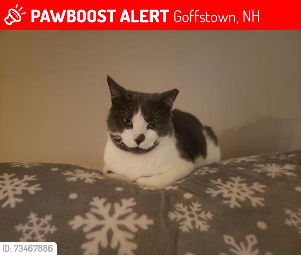 Lost Male Cat last seen Near DURANGO DR, Goffstown, NH 03045