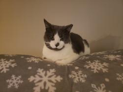 Lost Male Cat last seen Near DURANGO DR, Goffstown, NH 03045