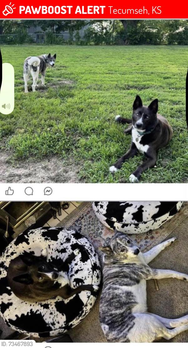 Lost Female Dog last seen Tecumseh Rd and Dupont Rd 2nd St, Tecumseh, KS 66542