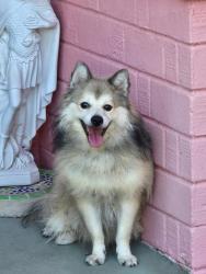 Found/Stray Unknown Dog last seen 24th Street & Harvard, Phoenix, AZ 85008