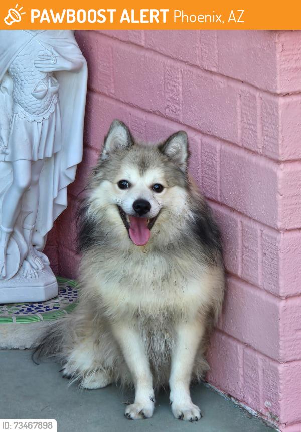 Found/Stray Unknown Dog last seen 24th Street & Harvard, Phoenix, AZ 85008